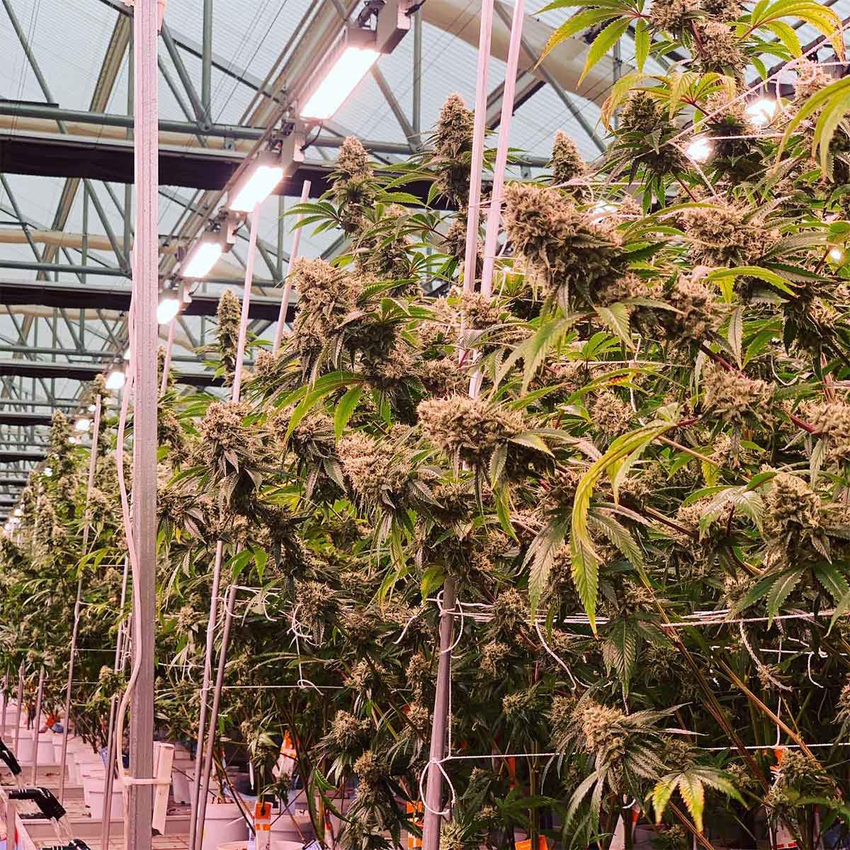 Precision cultivation detail showing quality outcomes